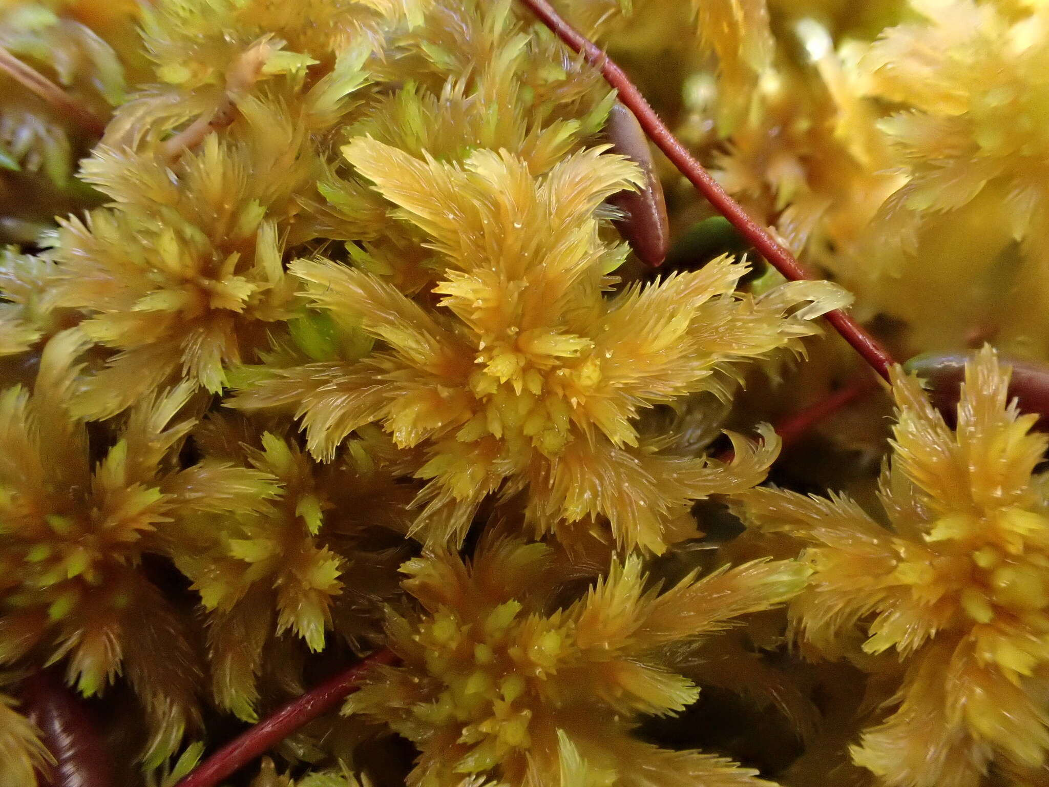 Sphagnum majus C. E. O. Jensen 1890的圖片