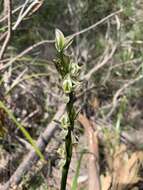 Imagem de Prasophyllum elatum R. Br.