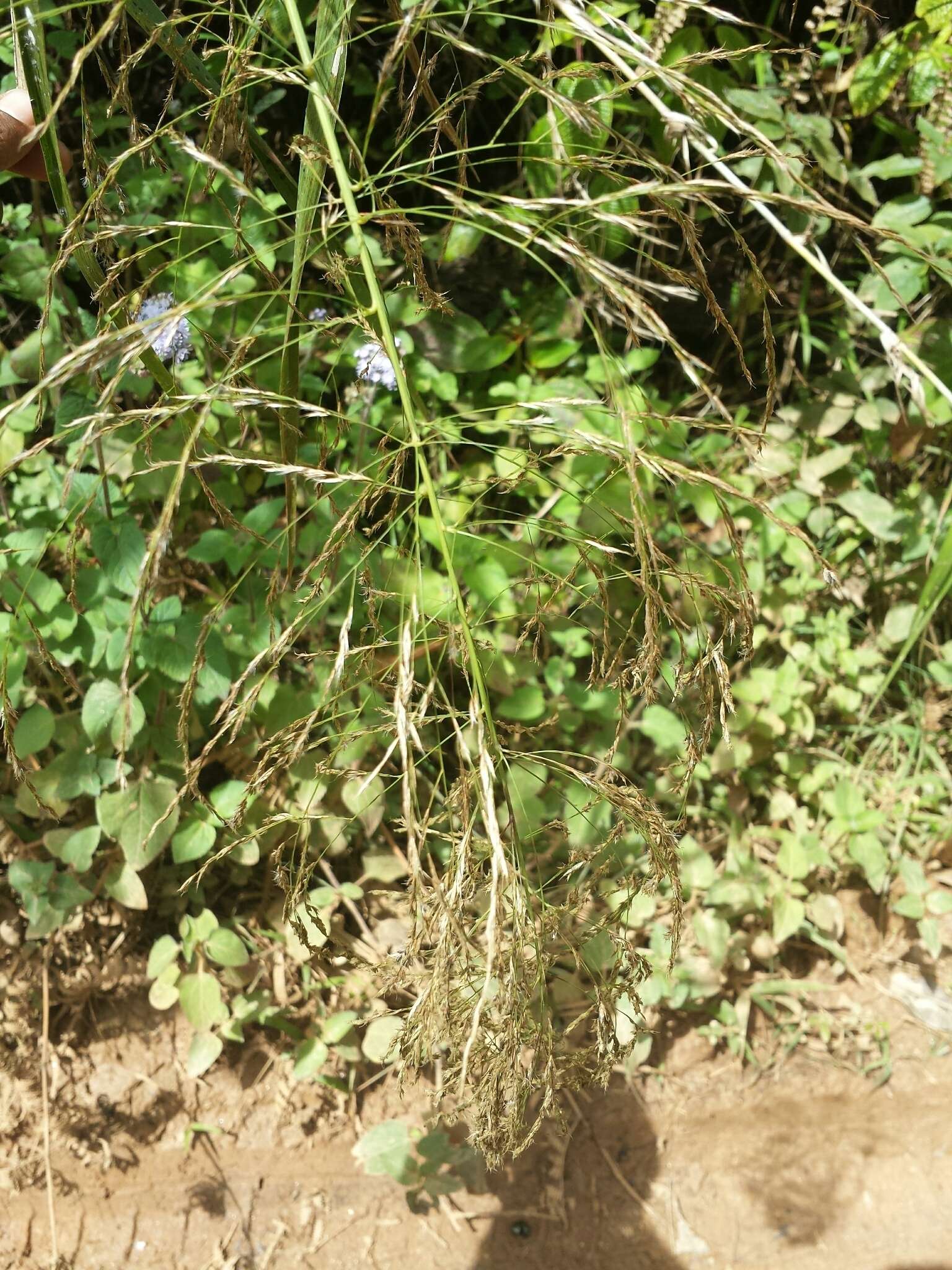 Image of Madagascar grass