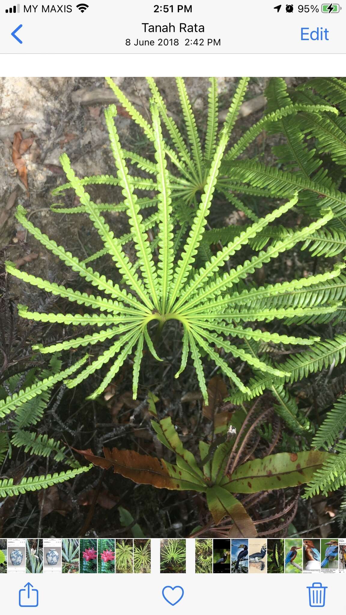 Image of Matonia pectinata R. Br.