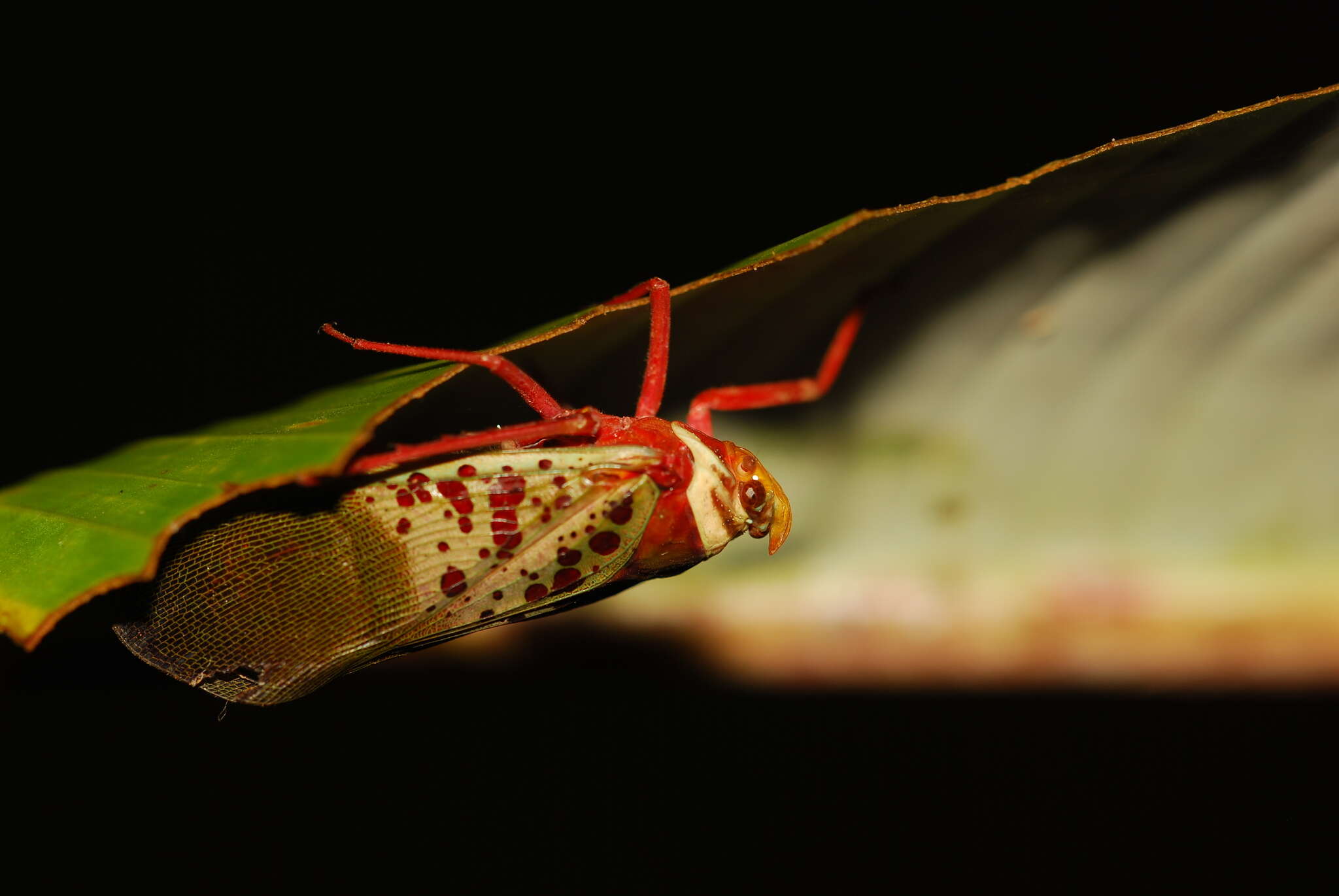 Image of Copidocephala guttata (White 1846)