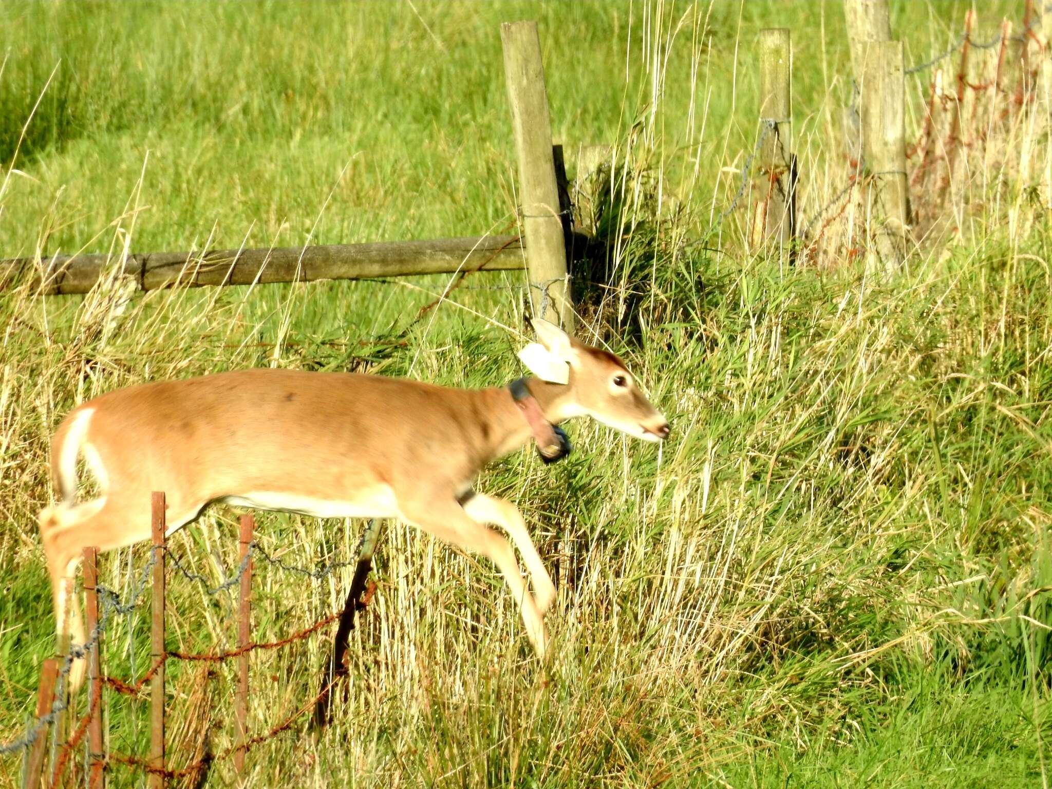 Image of Columbian white-tailed deer