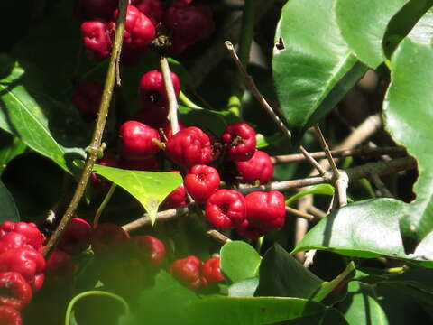 Syzygium claviflorum (Roxb.) Wall. ex A. M. & J. M. Cowan resmi