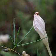 Image of spiderleaf