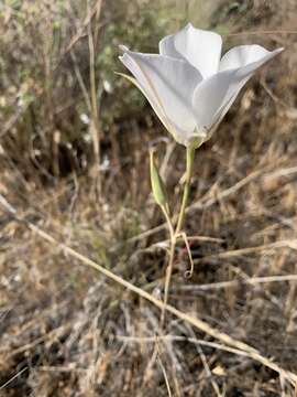 Image of Nez Perce mariposa lily