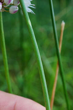 Image of Allium suaveolens Jacq.