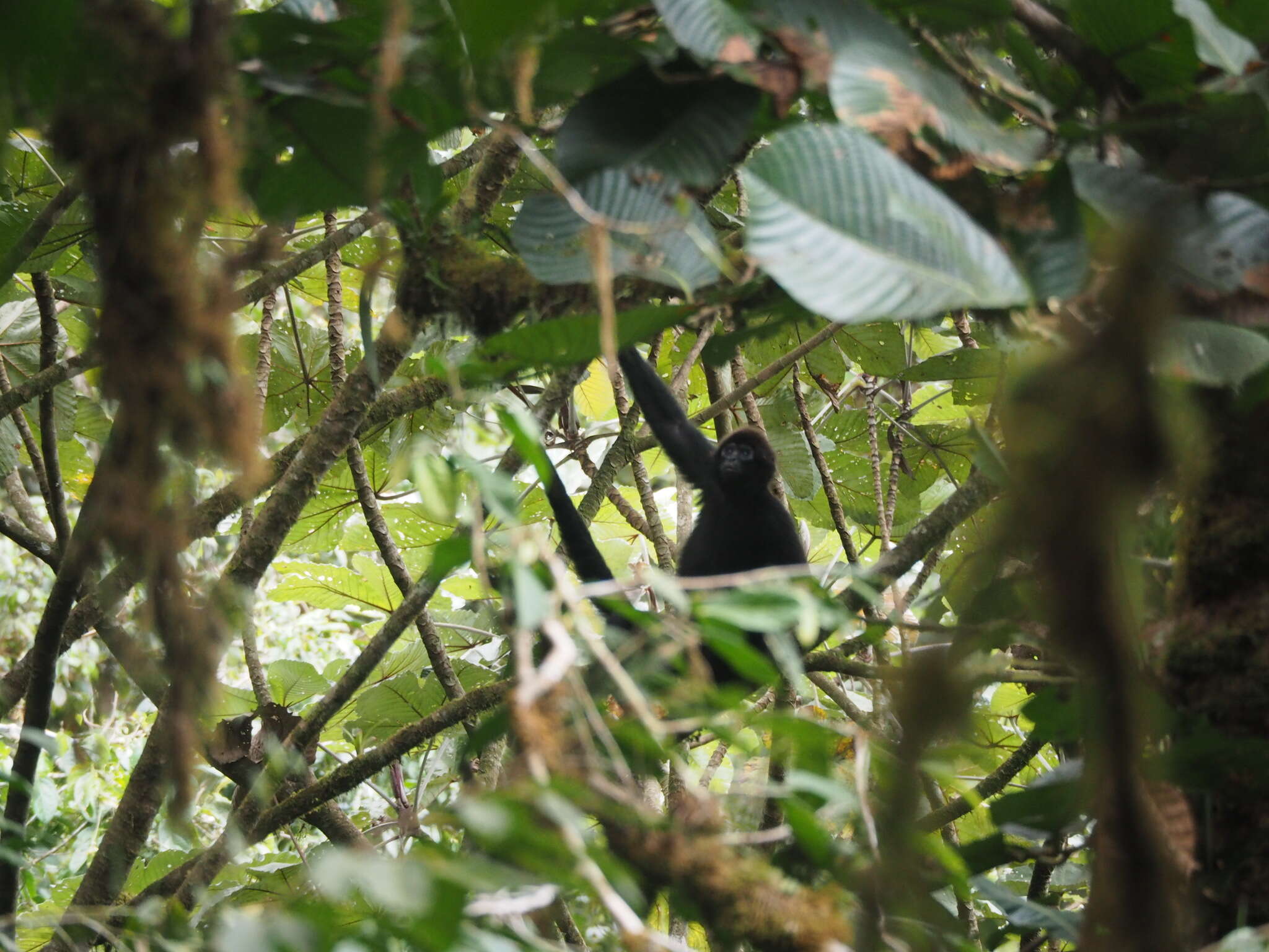 Image of Ateles fusciceps fusciceps Gray 1866