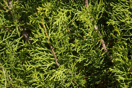 Image of Bog Pine