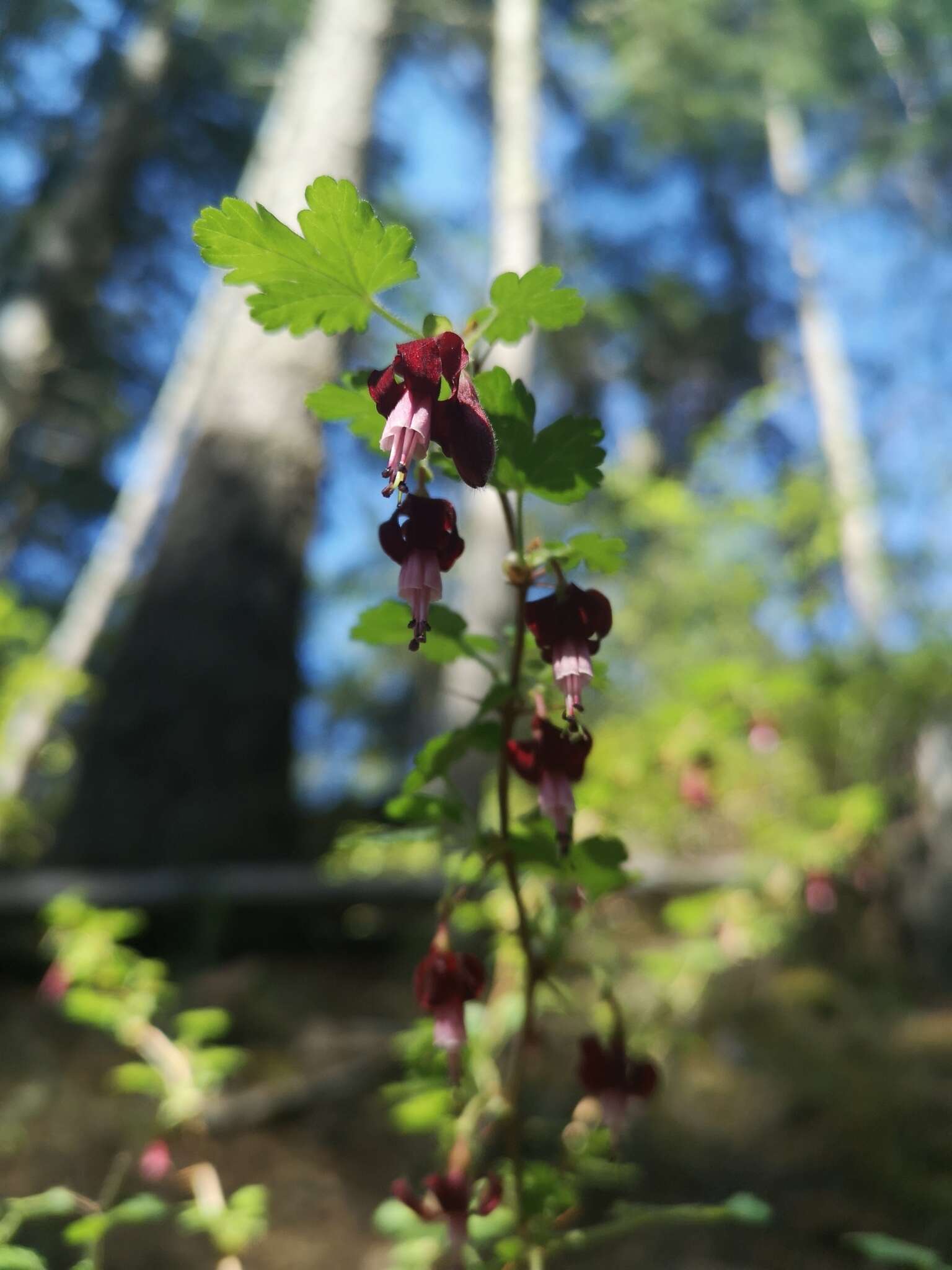 Plancia ëd Ribes lobbii A. Gray