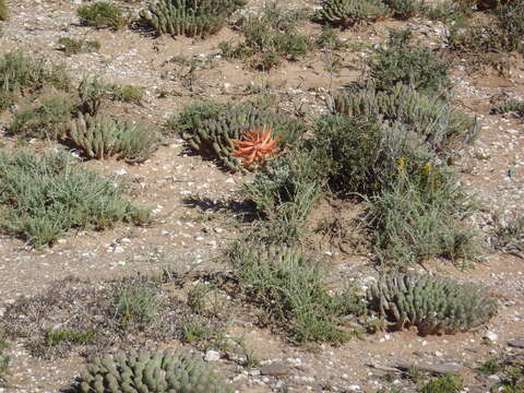 Image of Aloe longistyla Baker