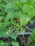 Image of Black Currant