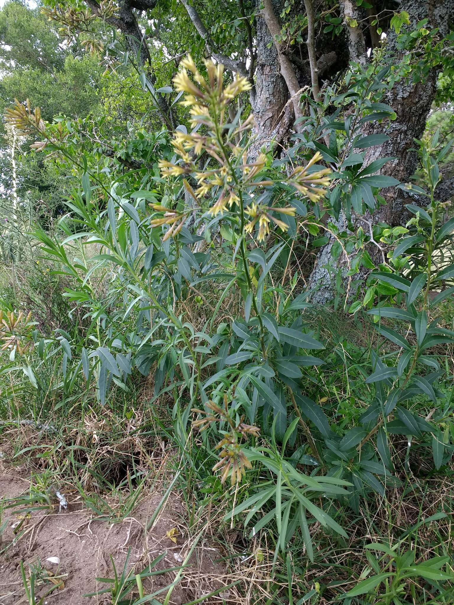 Image of Chilean jessamine