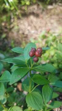 Image of Bunchberry