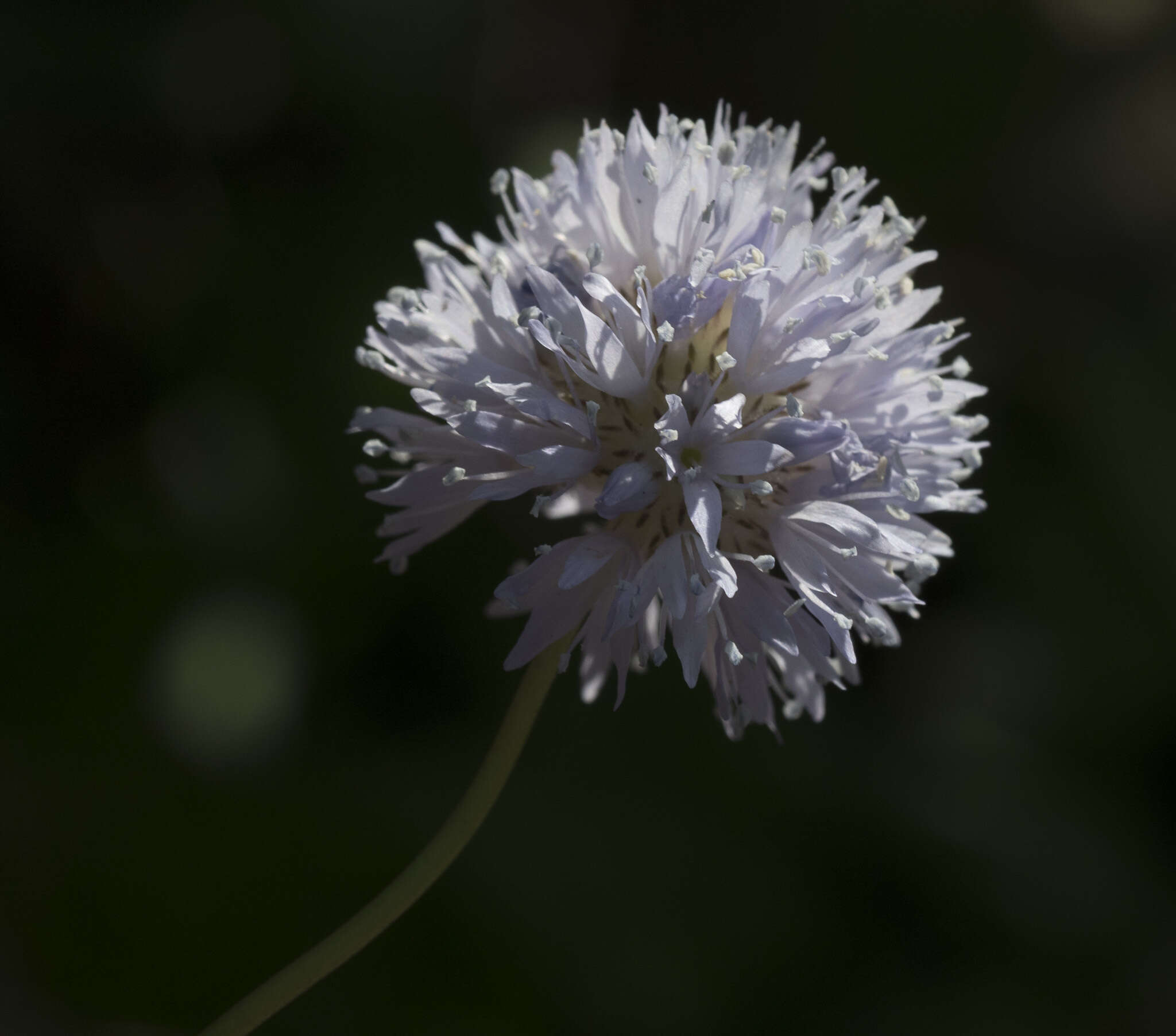 Image of foothill gilia