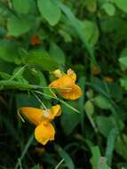 Image of Impatiens pacifica Zika