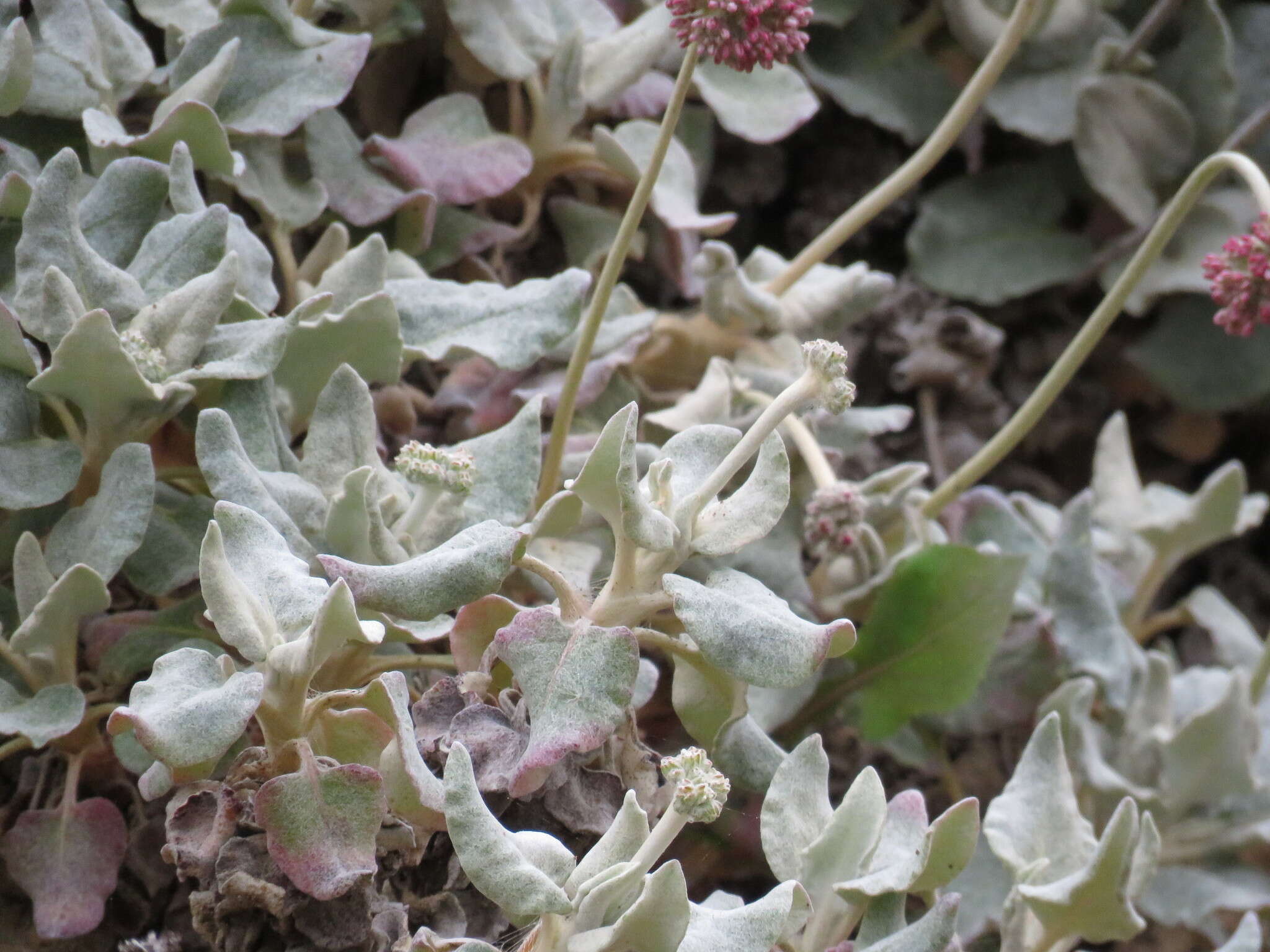 Image of seaside buckwheat