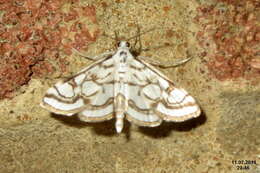 Image of Nymphula nitidulata