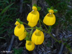 Image of Calceolaria corymbosa Ruiz & Pav.