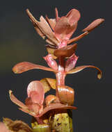 Image of Rotala sahyadrica S. P. Gaikwad, Sardesai & S. R. Yadav