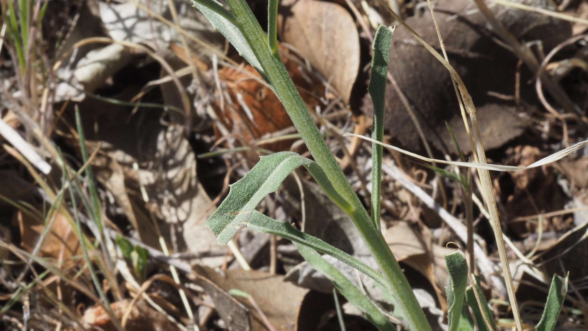 Слика од Erysimum capitatum var. capitatum