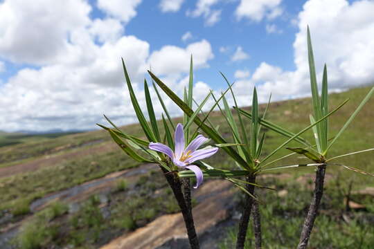 Image of Xerophyta dasylirioides Baker