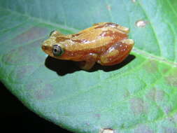Image of Pickersgill's Banana Frog