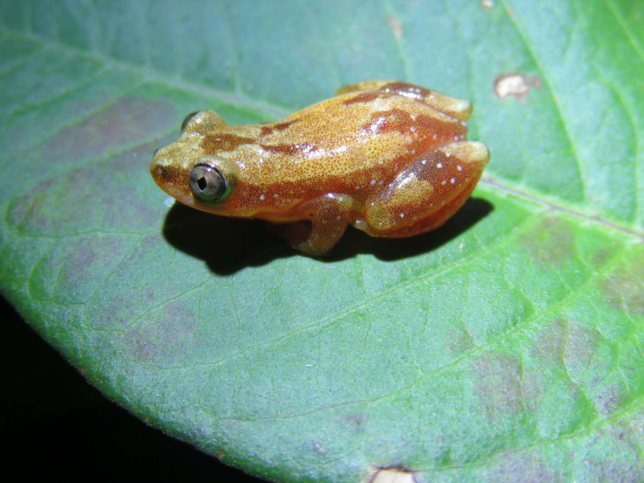 Plancia ëd Afrixalus delicatus Pickersgill 1984