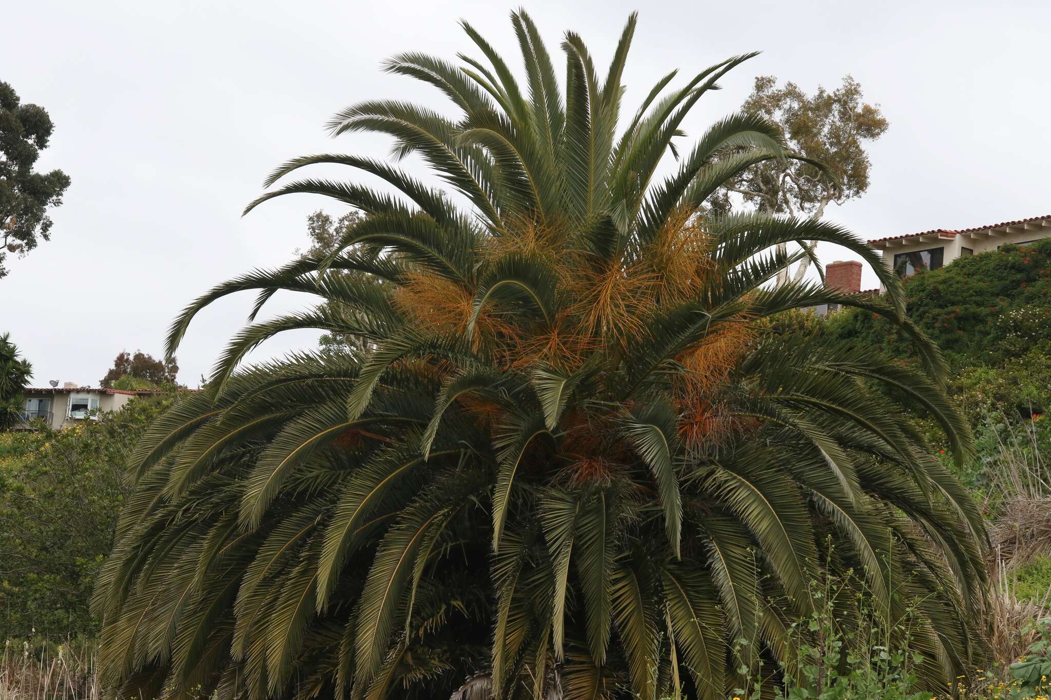 Image of Canary Island date palm