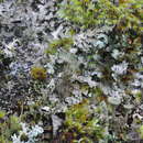 Image of Cladonia albonigra Brodo & Ahti