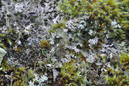 Image of Cladonia albonigra Brodo & Ahti