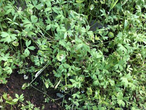 Image of delicate buttercup