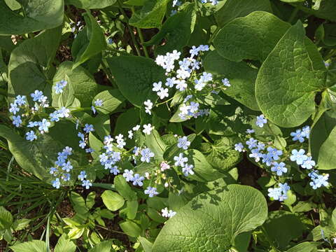 Plancia ëd Brunnera sibirica Stev.