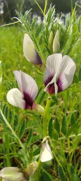 Image of hairy yellow vetch