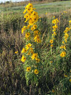 Image of Maximilian sunflower