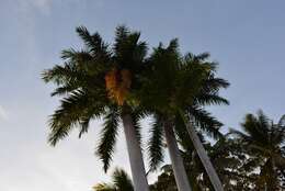 Image of Cuban Royal Palm