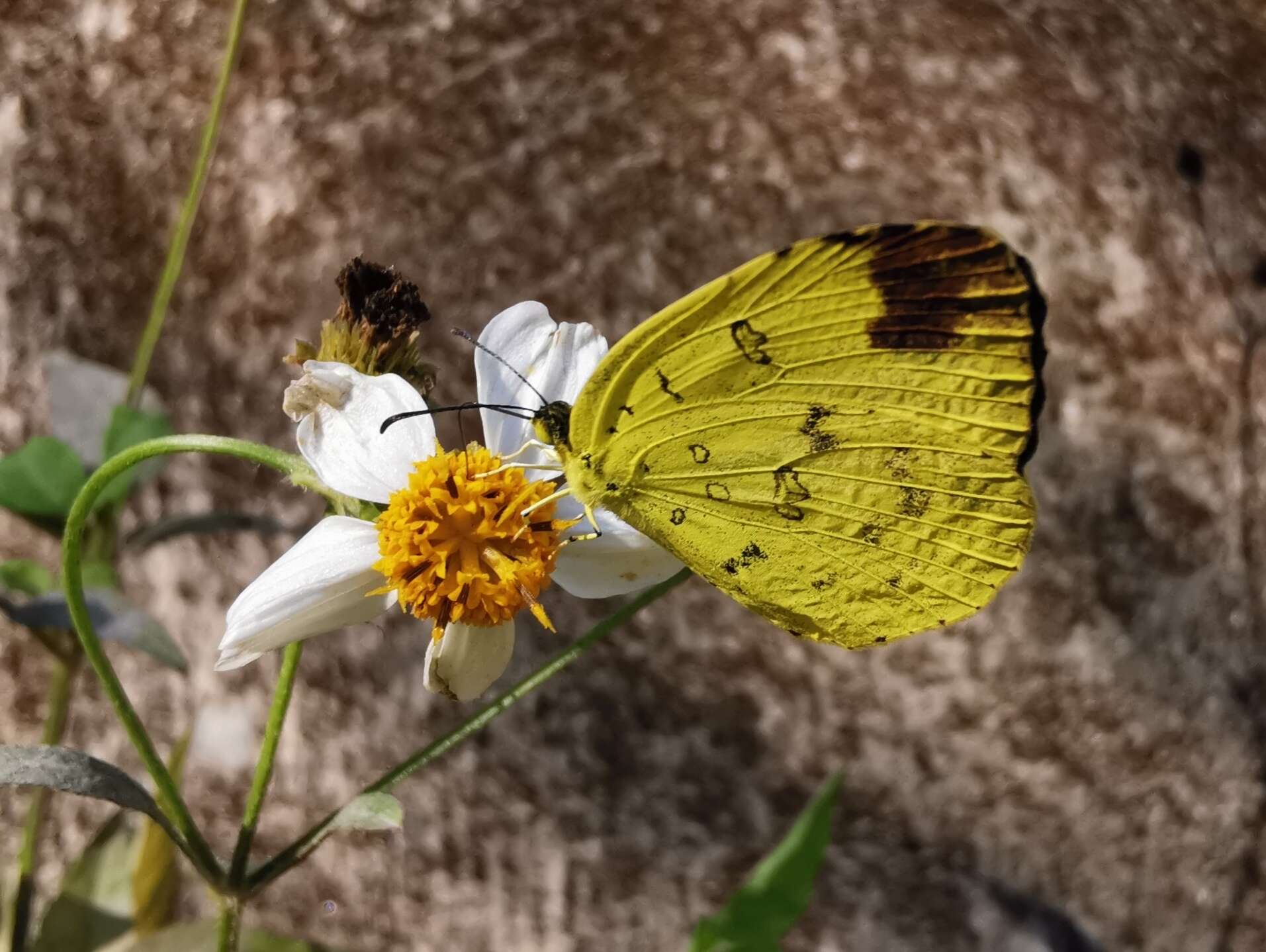 Image of <i>Eurema blanda arsakia</i>