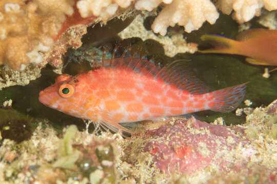 Image of Coral Hawkfish