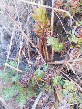 Image of Thymus camphoratus Hoffmanns. & Link