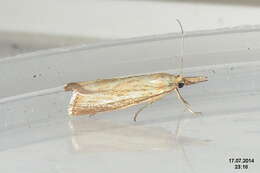 صورة Agriphila straminella