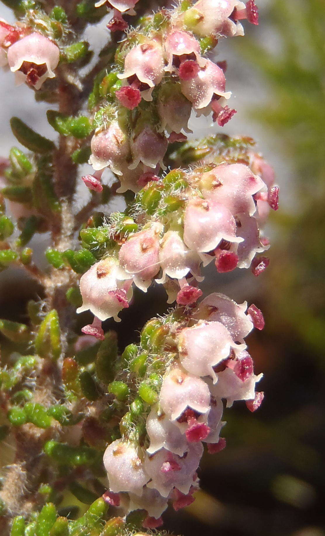 Image of Erica cordata var. cordata