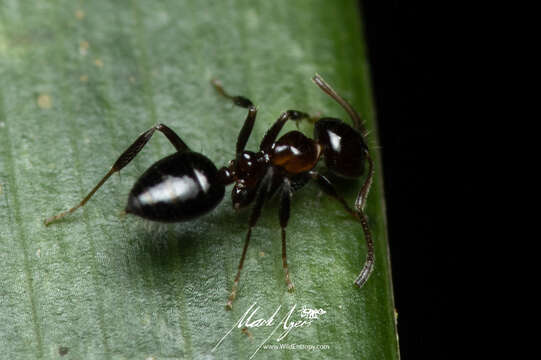 Image of Prolasius convexus McAreavey 1947