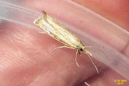 صورة Agriphila straminella