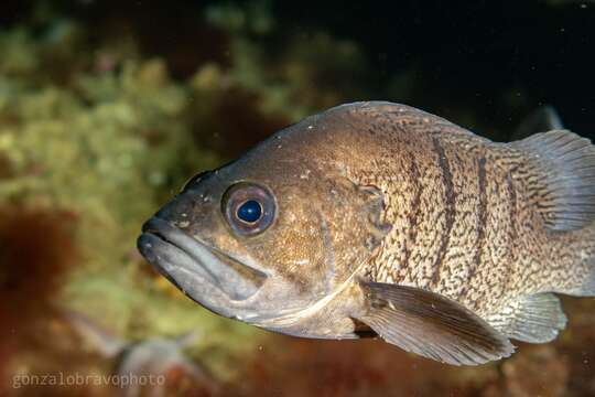 Слика од Acanthistius patachonicus (Jenyns 1840)