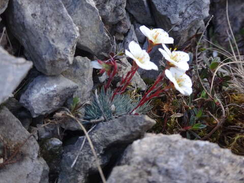 Plancia ëd Saxifraga aretioides Lapeyr.