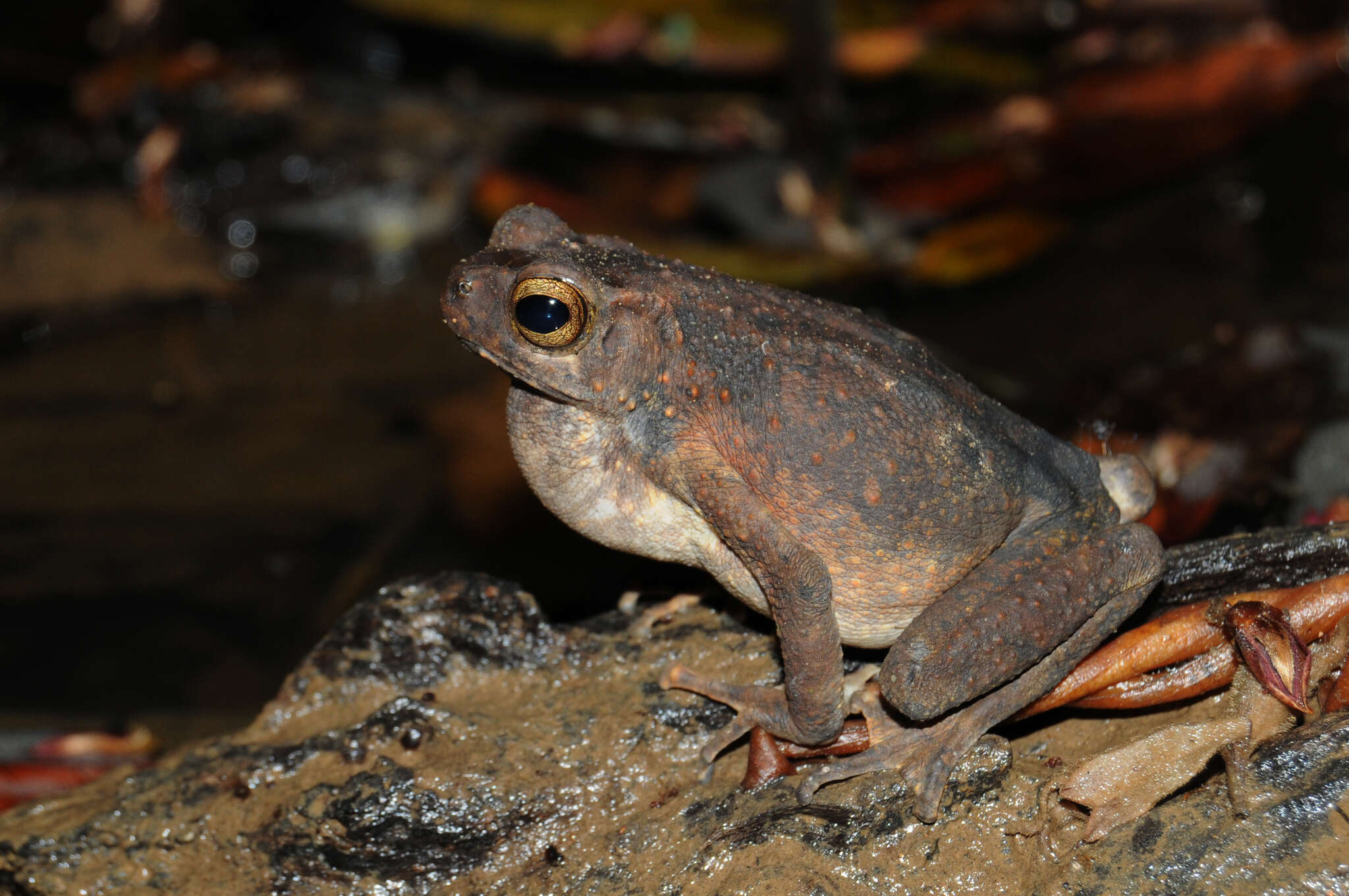 Image of Boulenger's Asian tree toad