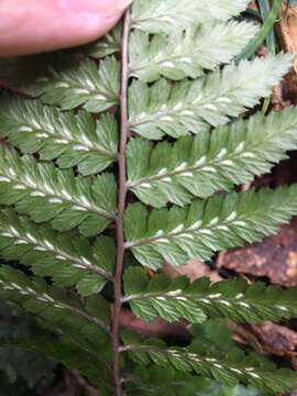 Image of Athyrium leiopodum (Hayata) Tag.