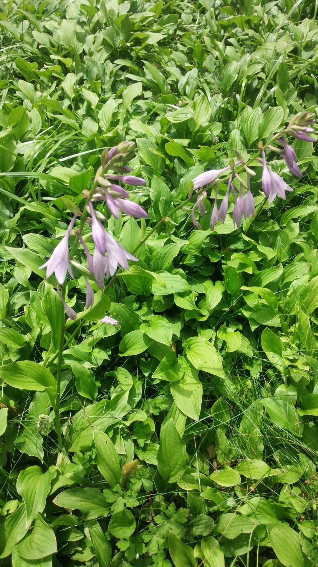 Image of Hosta sieboldii (Paxton) J. W. Ingram