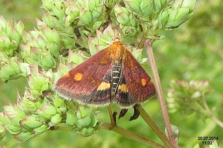 Image of Mint moth