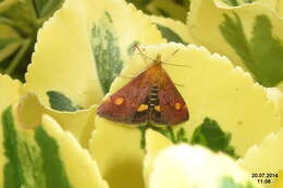 Image of Mint moth