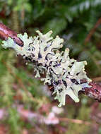 Image of sinuous hypotrachyna lichen